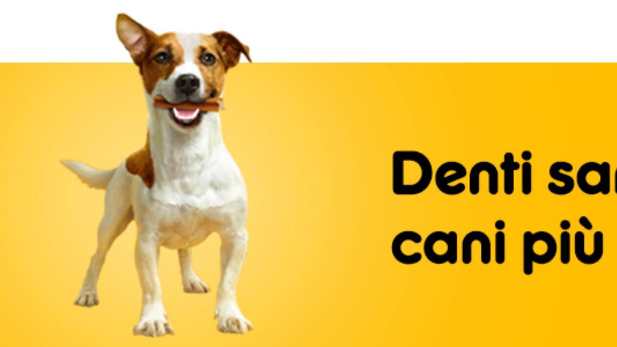 Immagine di Tutto per cani e gatti a prezzi mai visti per il Prime Day