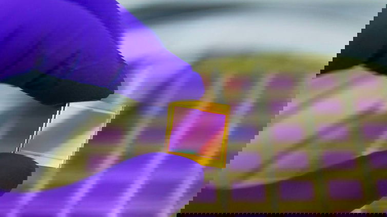 Immagine di Basta silicio, arrivano le CPU fatte di funghi