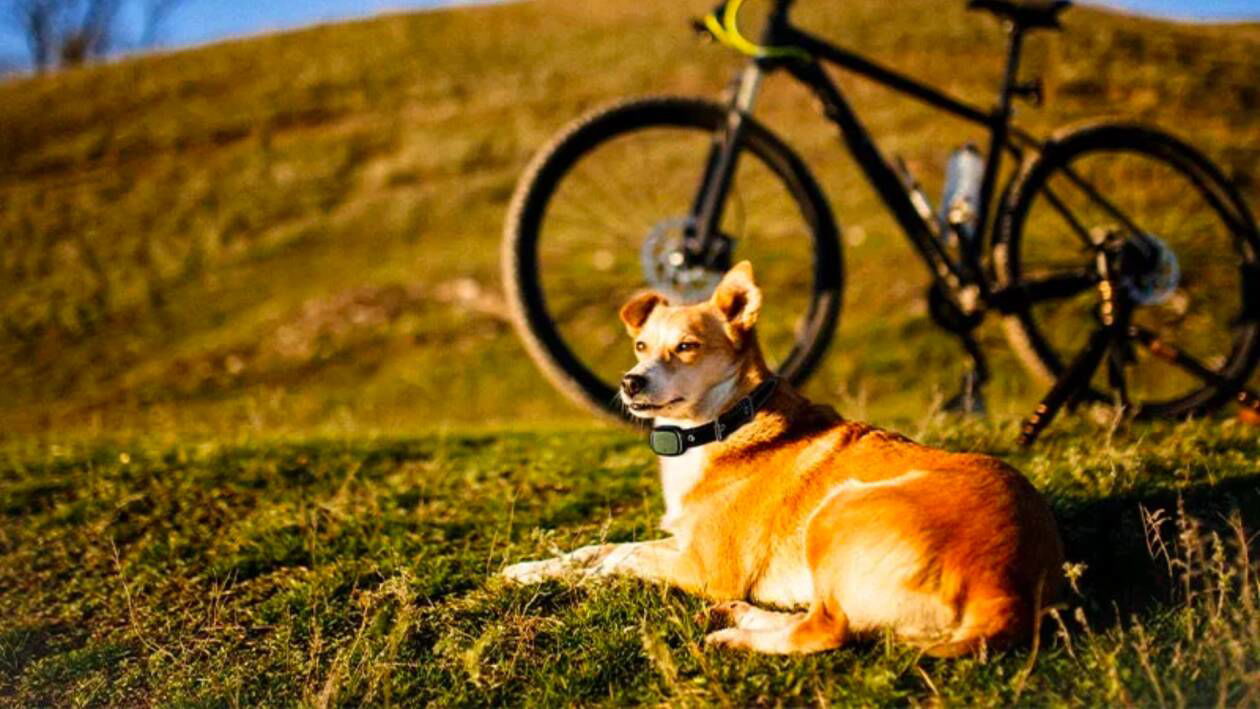 Immagine di Collare smart per cani e per gatti utilissimo, ed è anche in sconto del 45%!