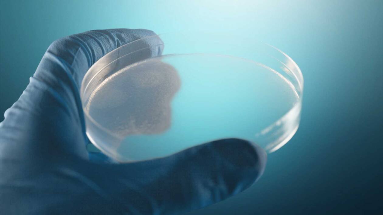 Immagine di Creato il primo embrione umano sintetico, una svolta con implicazioni etiche