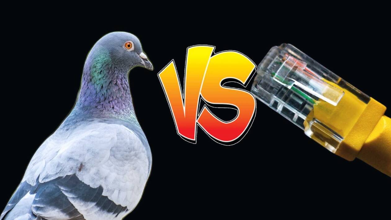Immagine di Un piccione batte la connessione Gigabit, incredibile ma vero
