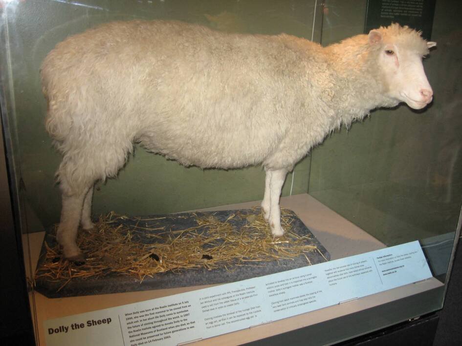 Immagine di Addio Sir Ian Wilmut, aveva clonato la pecora Dolly